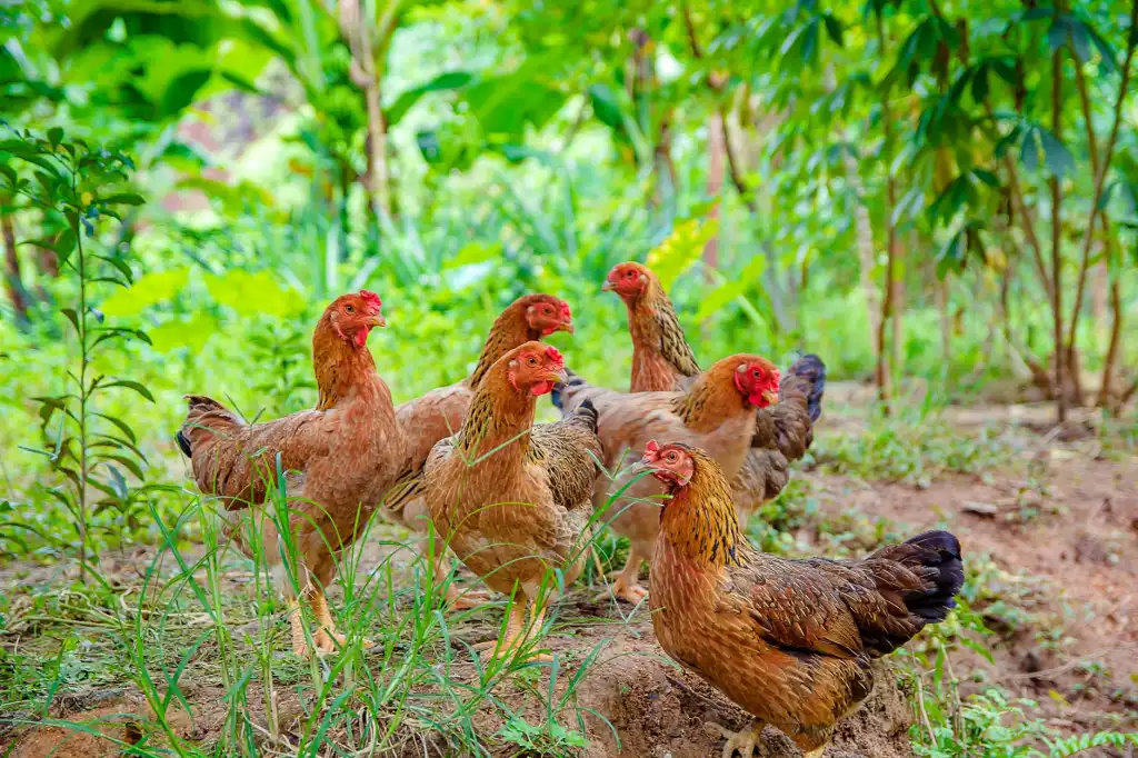奉节禾诺散养土鸡养殖周期与肉质风味特征分析正文配图 1